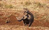 TANZANIA - Ngorongoro Crater - 55 Warthog